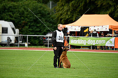Enzo vom Buxtehuder Bullen