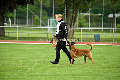 Enzo vom Buxtehuder Bullen