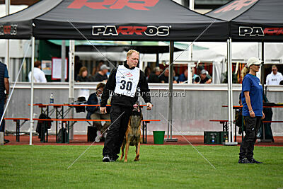 Enzo vom Buxtehuder Bullen