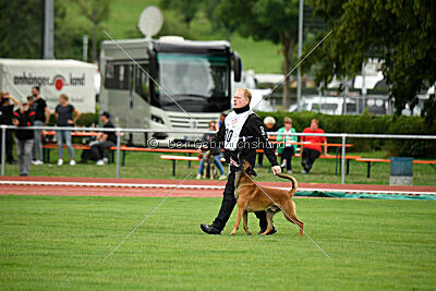 Enzo vom Buxtehuder Bullen
