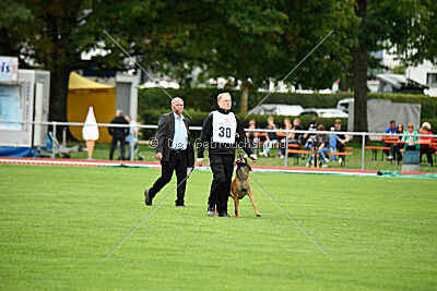 Enzo vom Buxtehuder Bullen