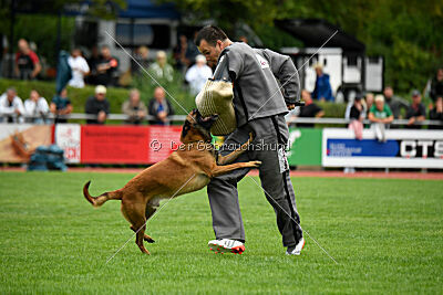 Enzo vom Buxtehuder Bullen