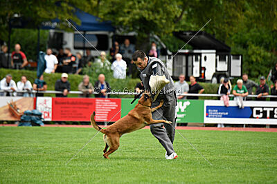 Enzo vom Buxtehuder Bullen