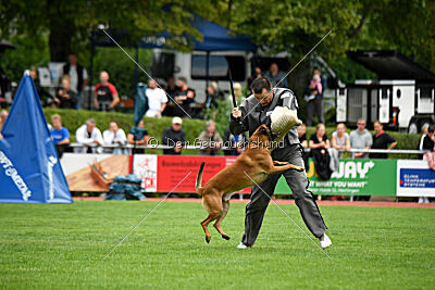 Enzo vom Buxtehuder Bullen