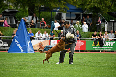 Enzo vom Buxtehuder Bullen