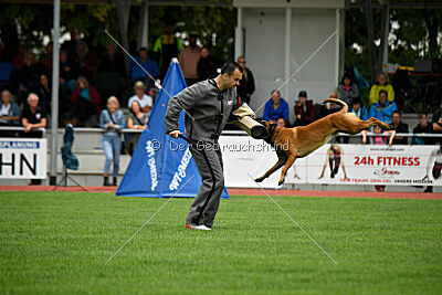 Enzo vom Buxtehuder Bullen