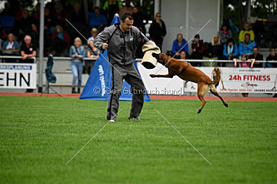Enzo vom Buxtehuder Bullen