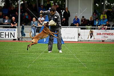 Enzo vom Buxtehuder Bullen