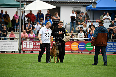 Enzo vom Buxtehuder Bullen