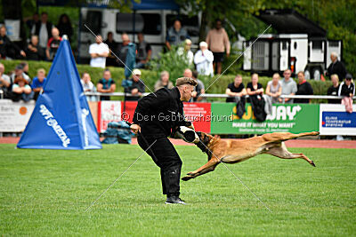 Enzo vom Buxtehuder Bullen