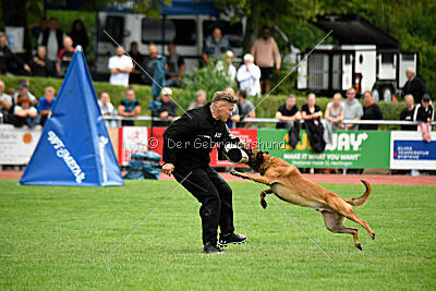Enzo vom Buxtehuder Bullen