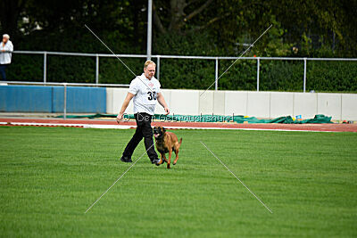 Enzo vom Buxtehuder Bullen