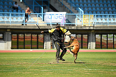 Enzo vom Buxtehuder Bullen