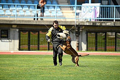 Enzo vom Buxtehuder Bullen