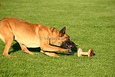 Erik vom roten Drachen