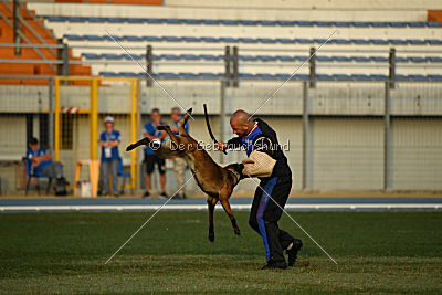 Erja-Ella Marshall Dogs