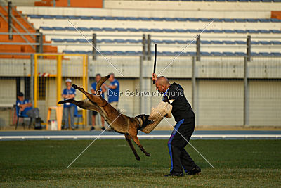 Erja-Ella Marshall Dogs