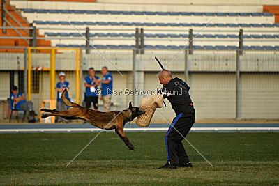 Erja-Ella Marshall Dogs