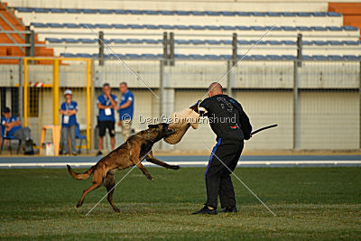 Erja-Ella Marshall Dogs