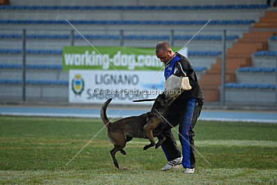 Erja-Ella Marshall Dogs