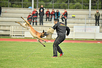 Es-Flindtto's Hasco