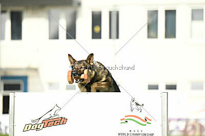 Estrellest Queenwolf Aku