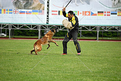 Evolution ot Vitosha