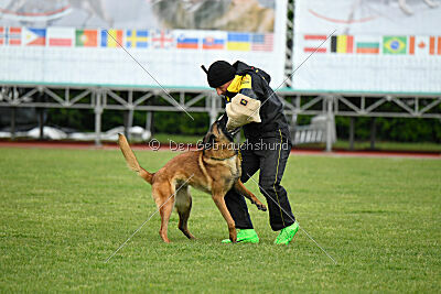 Evolution ot Vitosha