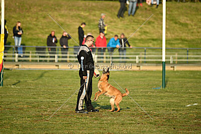 Excalibur des chiens de travail