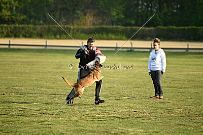 Excalibur des chiens de travail