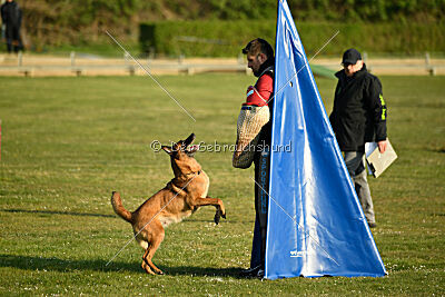 Excalibur des chiens de travail