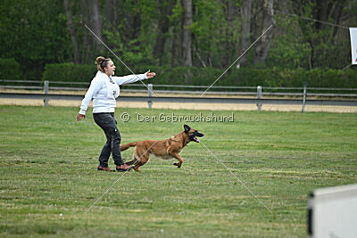 Excalibur des chiens de travail