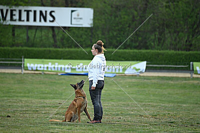 Excalibur des chiens de travail