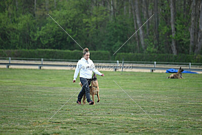 Excalibur des chiens de travail