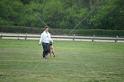 Excalibur des chiens de travail