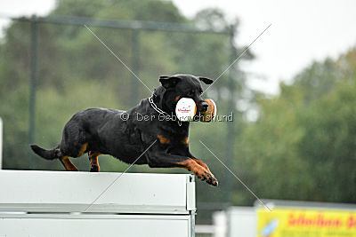 Excalibur von der Rasselbande