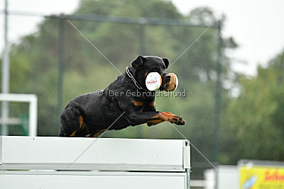 Excalibur von der Rasselbande