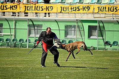 Falco Marshall Dogs