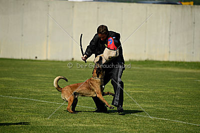 Falco Marshall Dogs