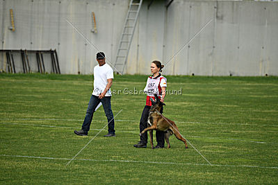 Falco Marshall Dogs