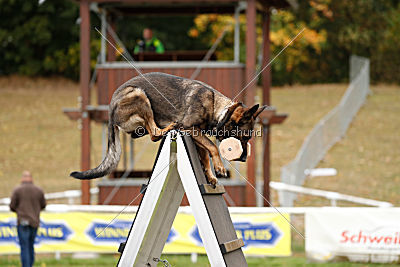 Fame vom dunklen Zwinger
