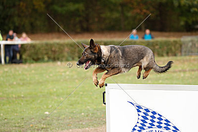 Fame vom dunklen Zwinger