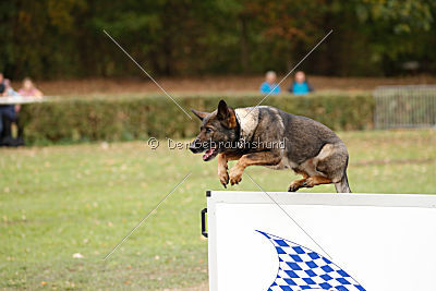 Fame vom dunklen Zwinger