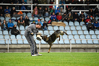 Fame vom dunklen Zwinger