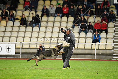 Fame vom dunklen Zwinger