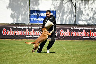 Farun des chiens de travail