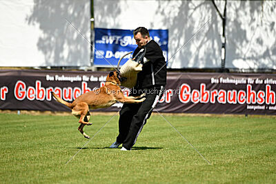 Farun des chiens de travail