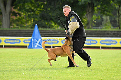 Farun des chiens de travail