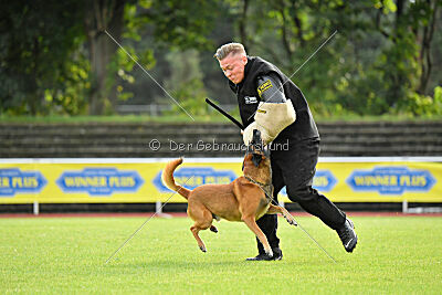 Farun des chiens de travail