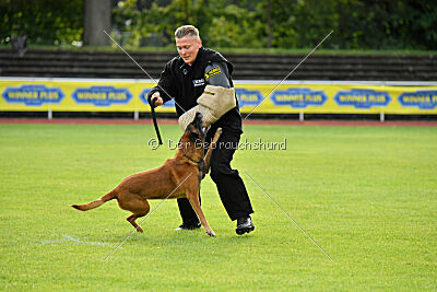 Farun des chiens de travail